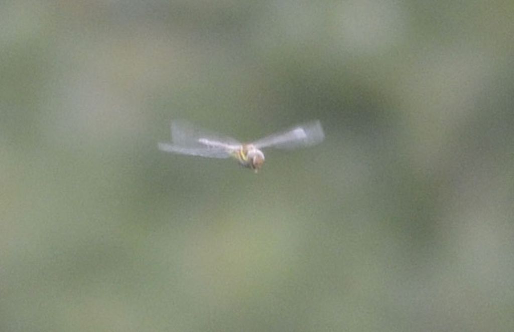 Aeshna mixta, femmina